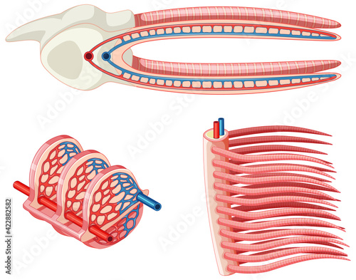 Diagram showing the grills of a fish