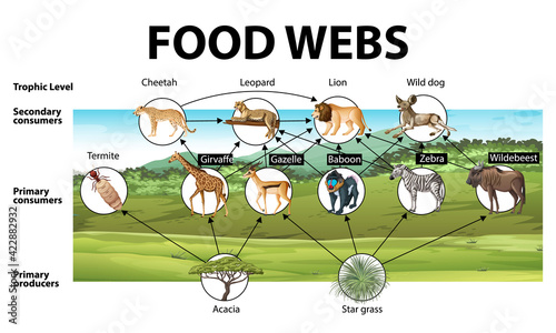Education poster of biology for food webs diagram