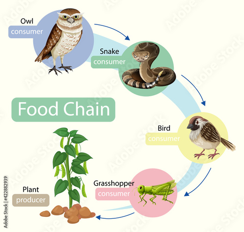 Food chain diagram concept
