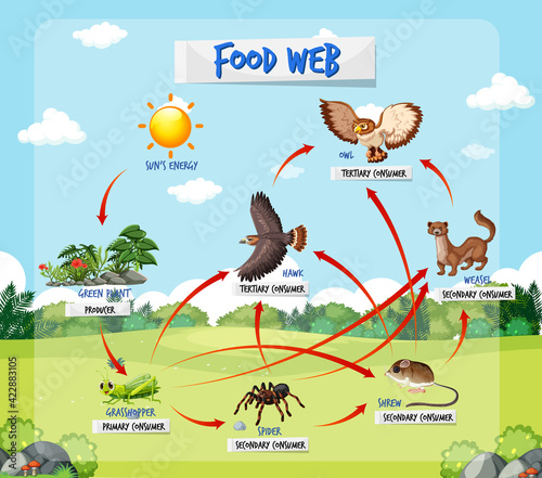 Food chain diagram concept on forest background