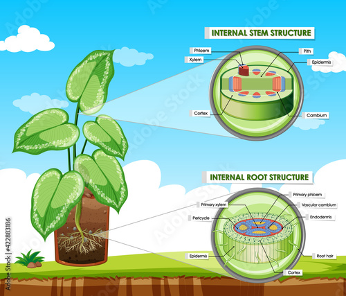 Diagram showing stem and root structure