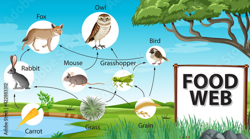 Food chain diagram concept on forest background