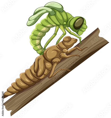 A dragonfly (Molt Stage) on white background