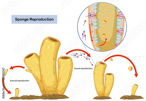 Asexual and Sexual Reproduction of Sponges Diagram