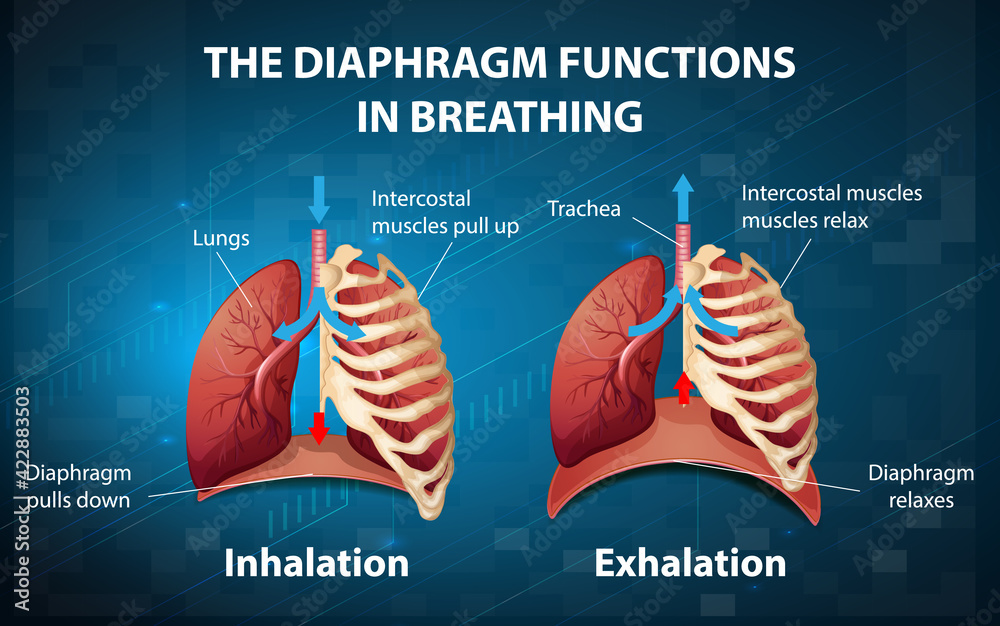 The diaphragm functions in breathing - obrazy, fototapety, plakaty 