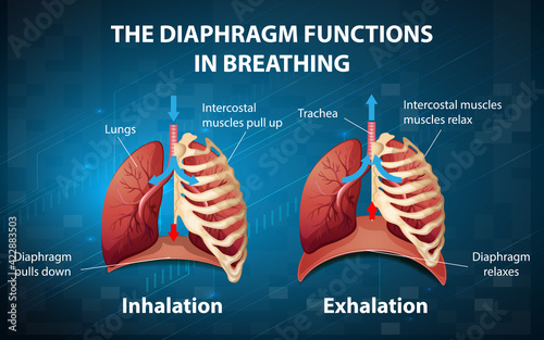 The diaphragm functions in breathing photo