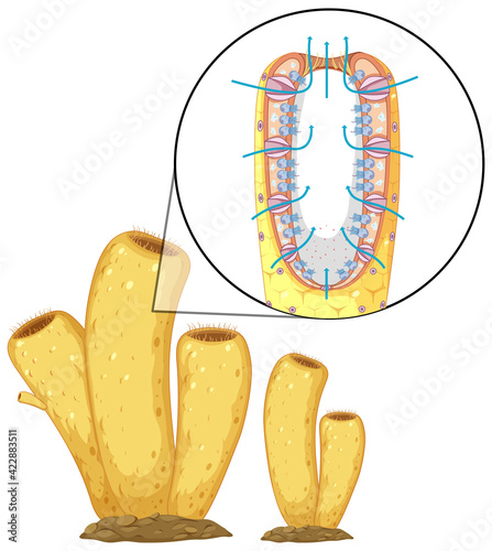 Diagram of sponges structure for biology education
