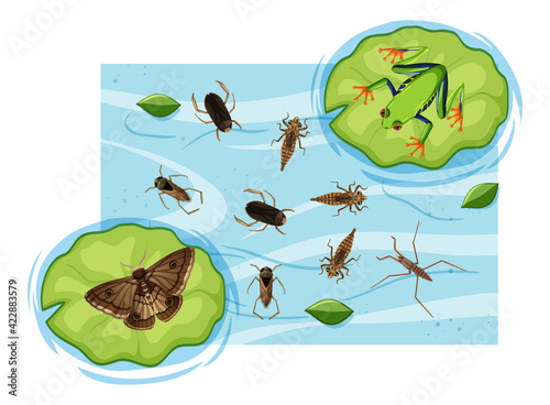 Top view of aquatic insects in the pond