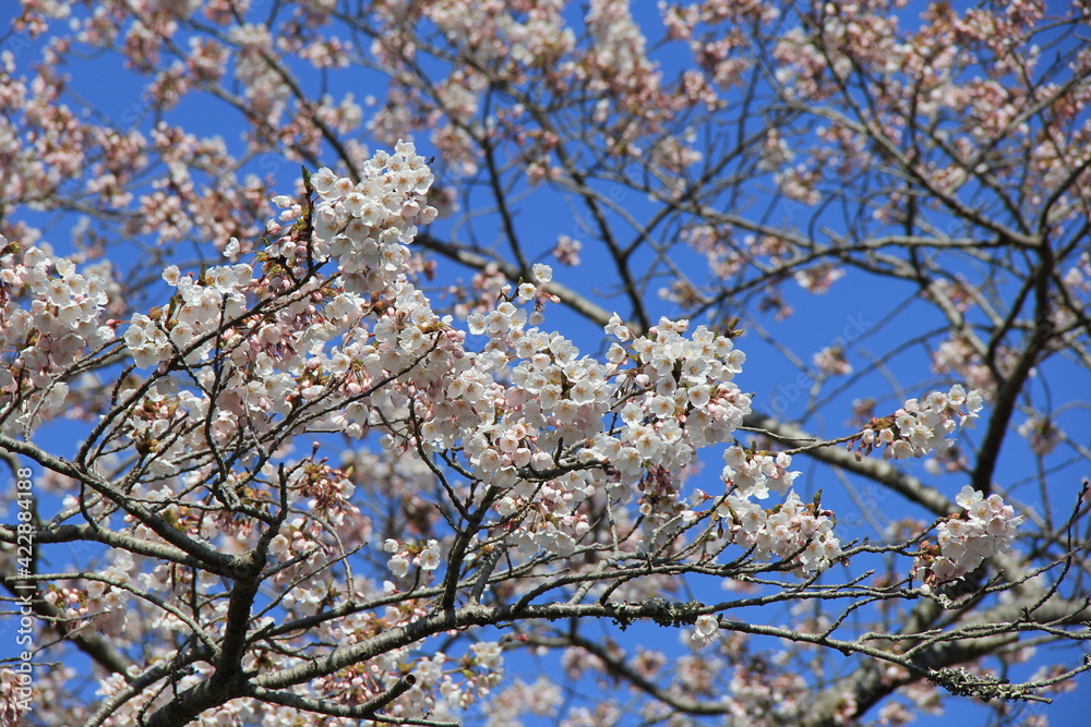 春の風景　青空の下で満開になったソメイヨシノ(桜)