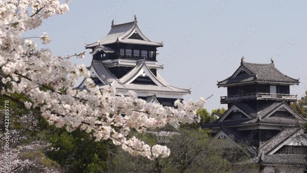 風にゆれる桜と熊本城 風にゆれる桜と熊本城