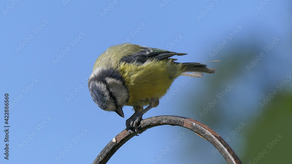 Obraz premium Blue Tit sitting on a gate