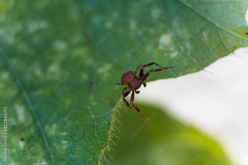 spider on the web