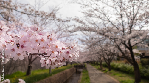 日本の春の桜並木と小川の風景