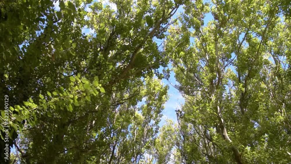 Arboles del bosque inundados por la luz del sol Arboles del bosque inundados por la luz del sol