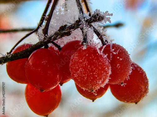 red berries in snow photo