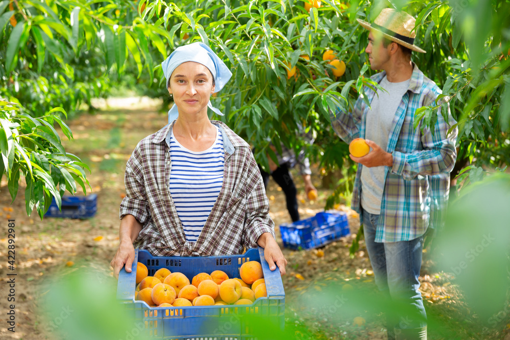 Obraz premium Happy woman gardening in her orchard, holding freshly harvested peaches in plastic box