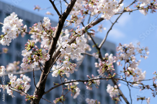 咲き始めた桜の花