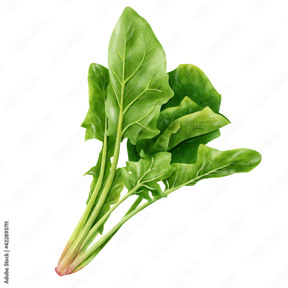 水彩イラスト ほうれん草 Stock イラスト Adobe Stock