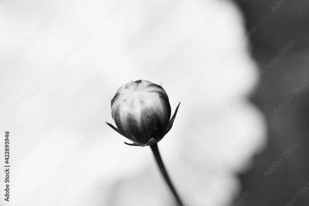 poppy flower