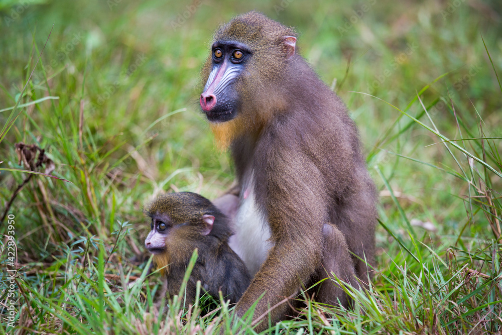 Gabon wildlife Gabon wildlife