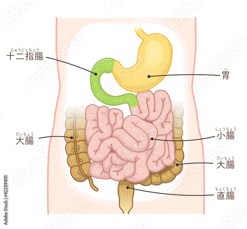 大腸・小腸・肝臓・胃のイラスト（テキスト付き）