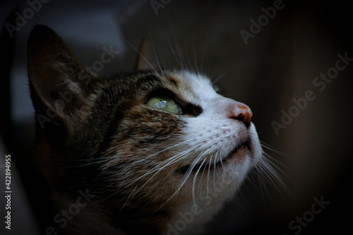 Fotografie Gato mirando el cielo