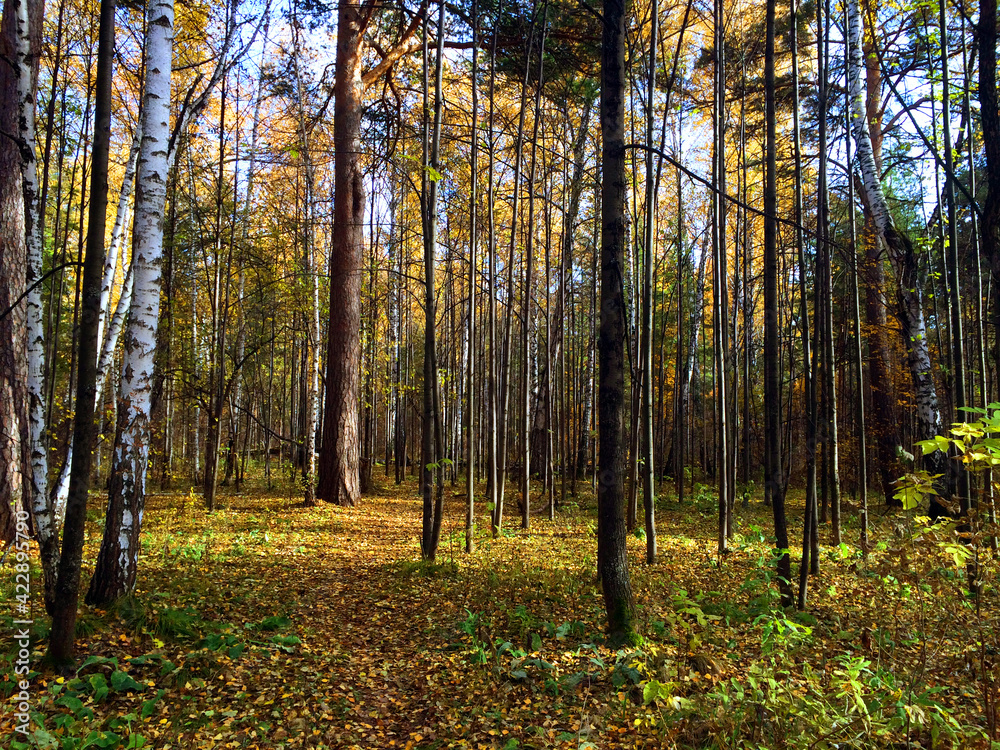 Fototapeta premium Beautiful autumn forest with birches in the morning