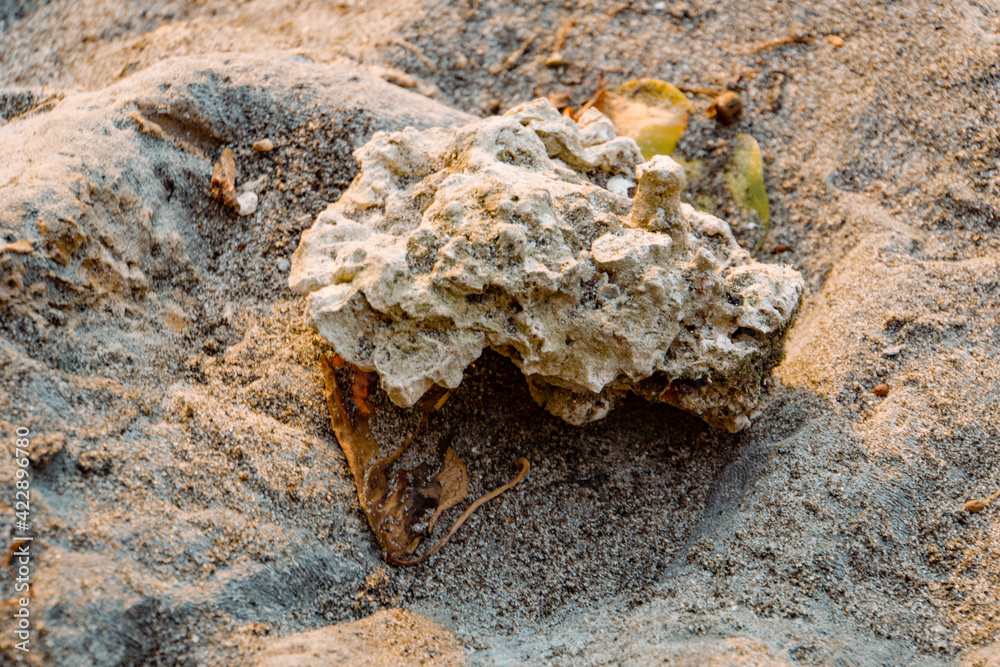 coral on the sand