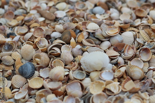Many small shells close-up lying on the beach on a summer day