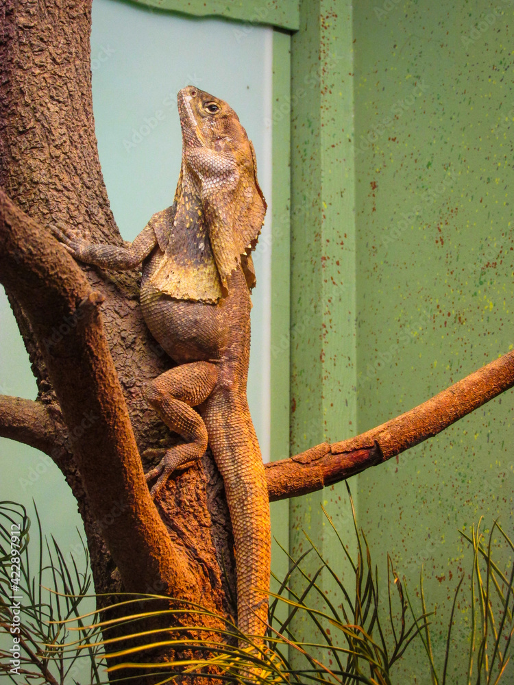 australian frilled lizards