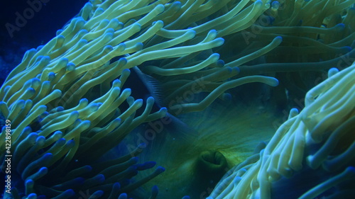 Fototapeta Naklejka Na Ścianę i Meble -  coral reef in aquarium