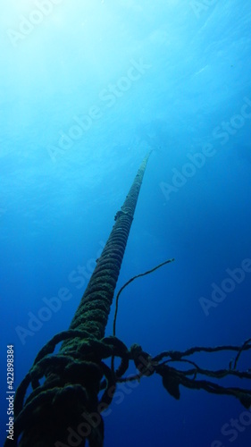 scuba diver in the water