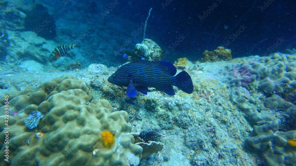 Obraz premium school of fish