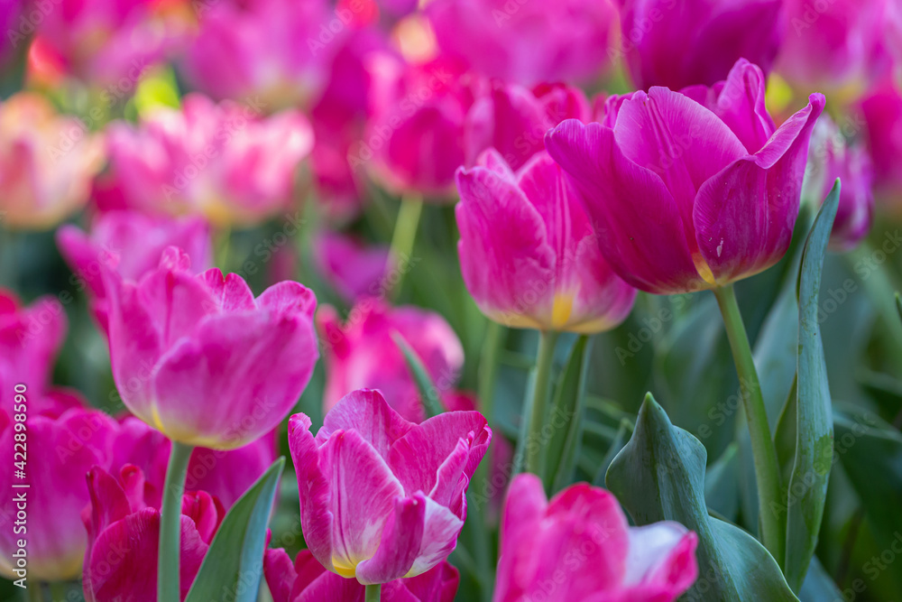 Fototapeta premium Close up flowers background. Amazing view of colorful tulip flowering in the garden at sunny summer or spring day