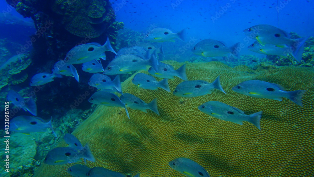Fototapeta premium fish in aquarium