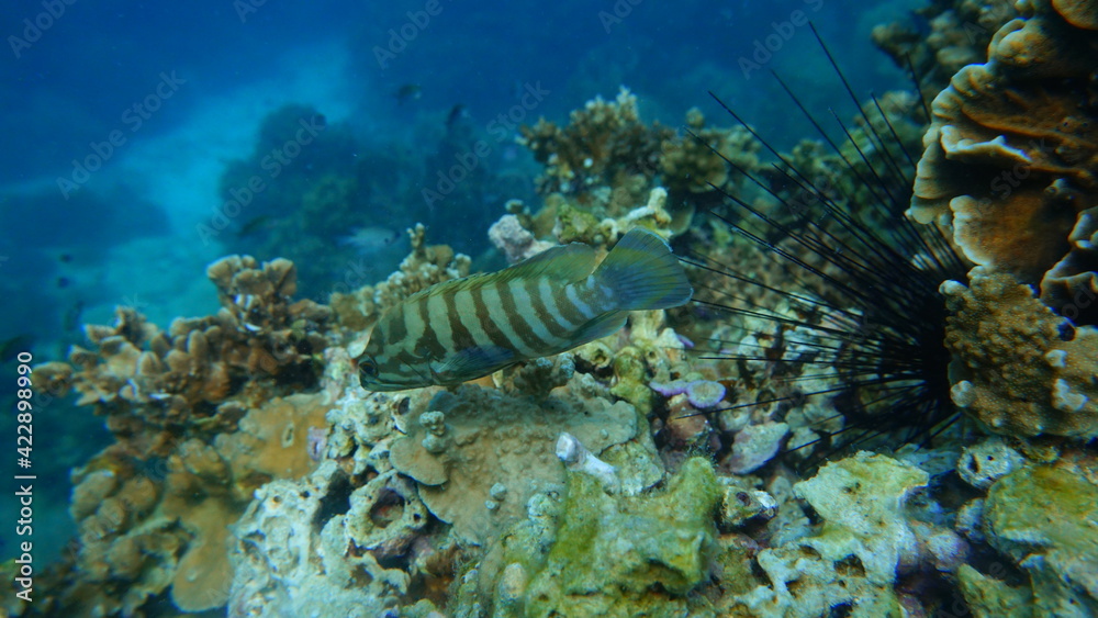 coral reef and fish