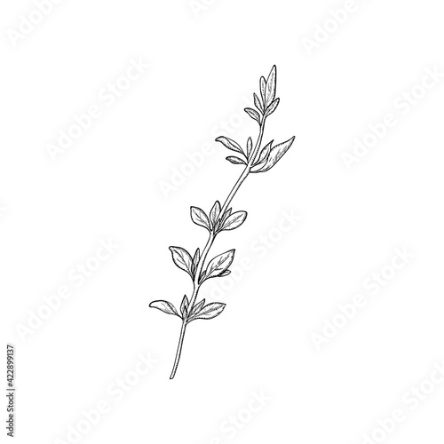 Thyme plant, seasoning and culinary herb, hand drawn sketch vector illustration, vintage engraving isolated on white background.
