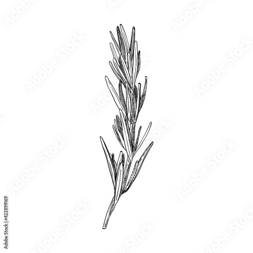 Rosemary plant, seasoning and culinary herb, hand drawn sketch vector illustration, vintage engraving isolated on white background.