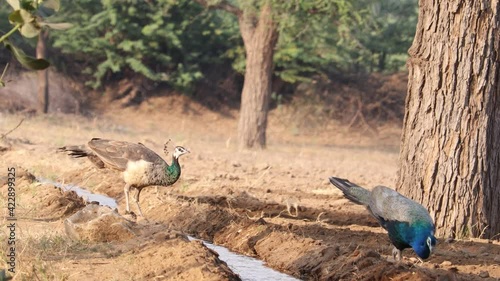 A peacock quenching thirst on a water stream. concept for Peacock (peafowl,peahen ) information,Peacock habit,Peacock nature,Peacock's routine,peahen and Peacock's beauty and attractiveness