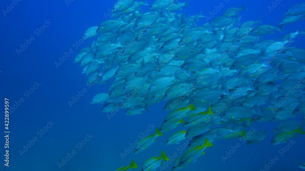 Fototapeta premium coral reef in aquarium