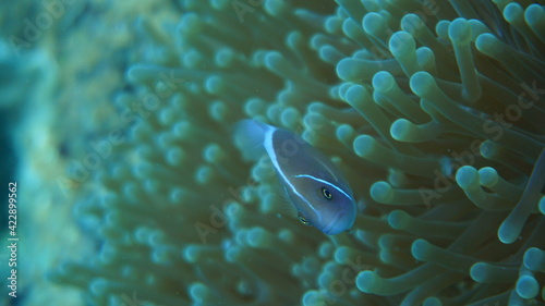 Fototapeta Naklejka Na Ścianę i Meble -  fish in aquarium
