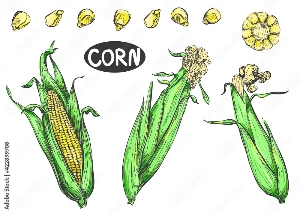 Hand drawn sketch black and color set of corn, maize, grain, seeds
