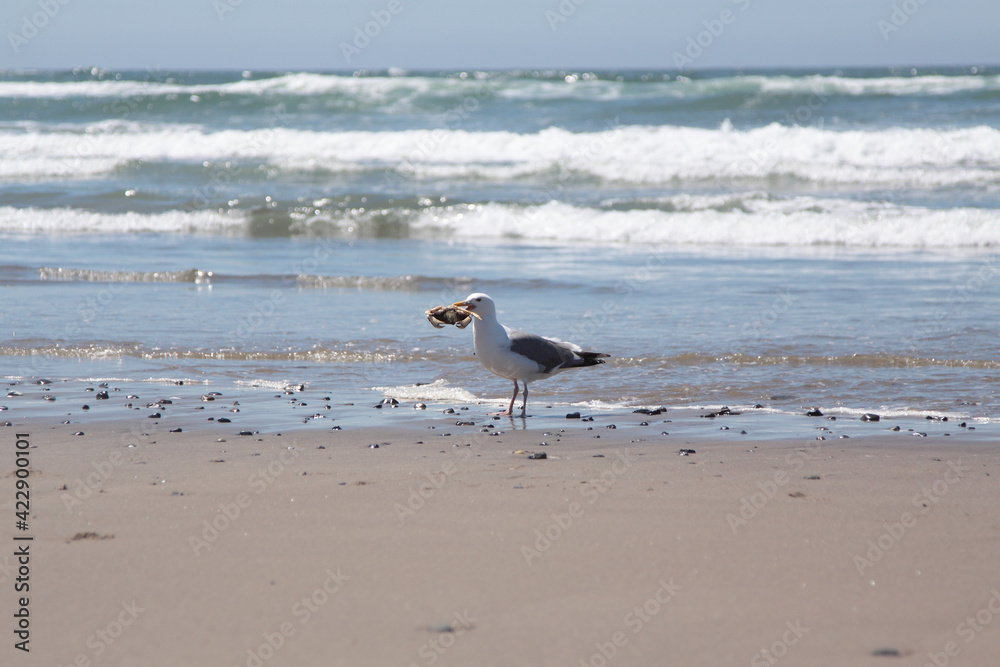 Seagull holding dead crab in a beak Seagull holding dead crab in a beak