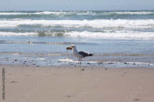 Seagull holding dead crab in a beak