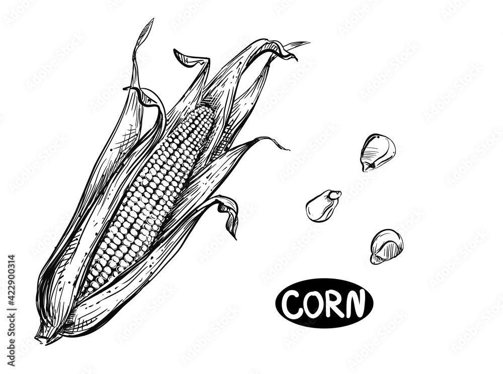 White Maize Sticker Hand drawn sketch black and white of corn, maize, grain, leaf. Elements ...