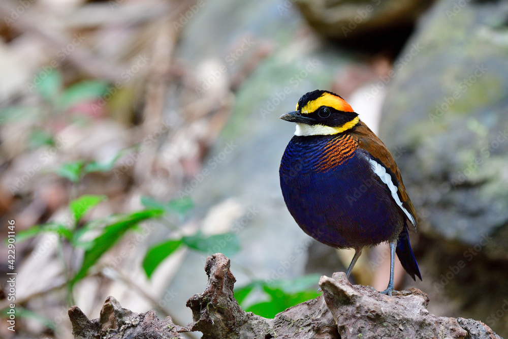 Fototapeta premium lovely chubby dark blue with red stripes and fire head bird perching on old timber in its habata