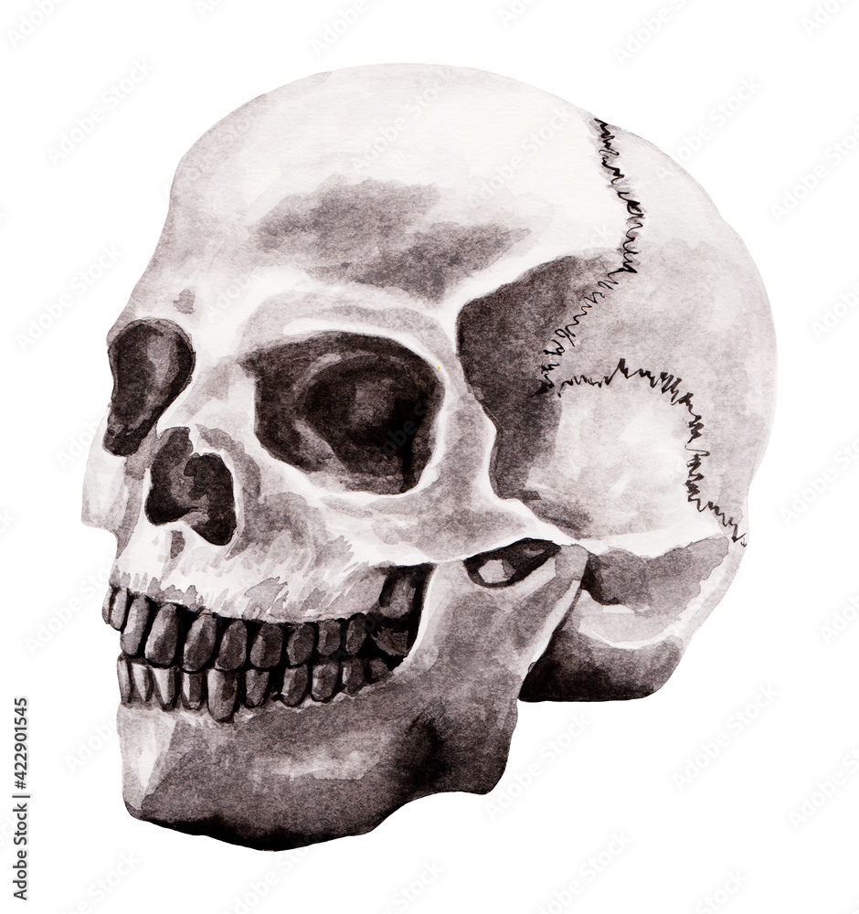 Obraz premium human skull in a three-quarter spread - raster illustration in a realistic style. Watercolor black and white drawing of a skull isolated on white