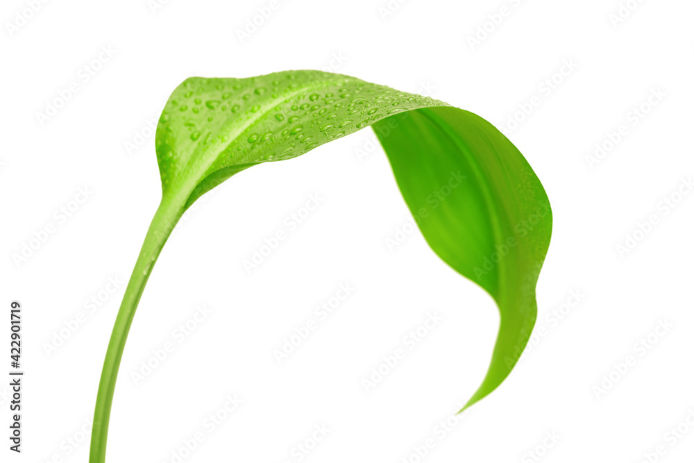 green leaf with drops of water green leaf with drops of water