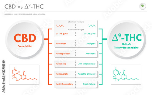 CBD vs ∆9-THC, Cannabichromene vs Delta 9 Tetrahydrocannabinol business infographic illustration about cannabis as herbal alternative medicine and chemical therapy, healthcare and medical vector.