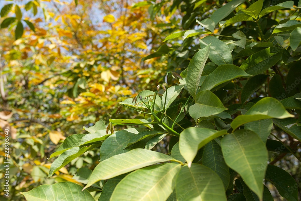 Obraz premium leaves in the garden